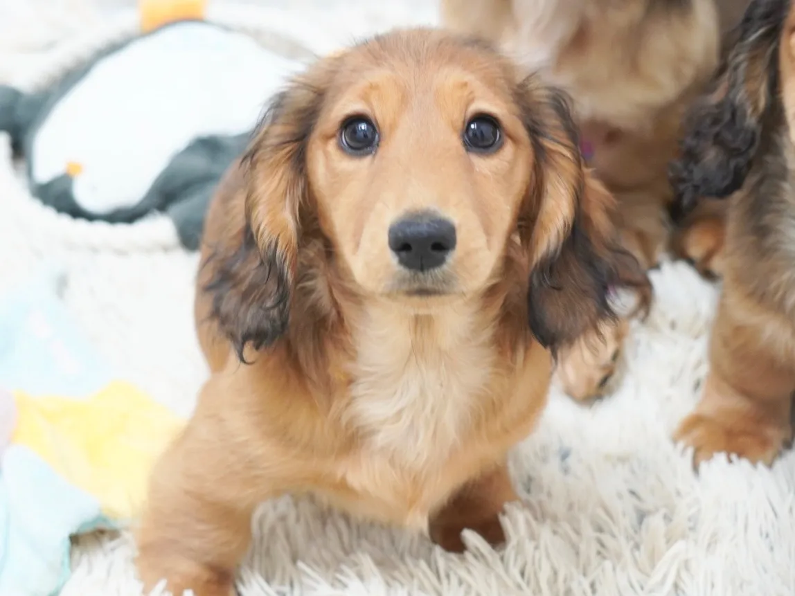 ダックスフンド・ミニチュア・ロング