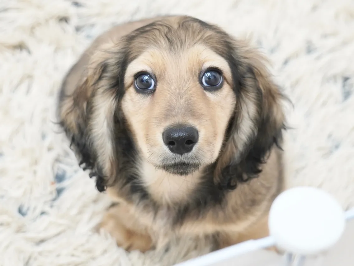 ダックスフンド・ミニチュア・ロング