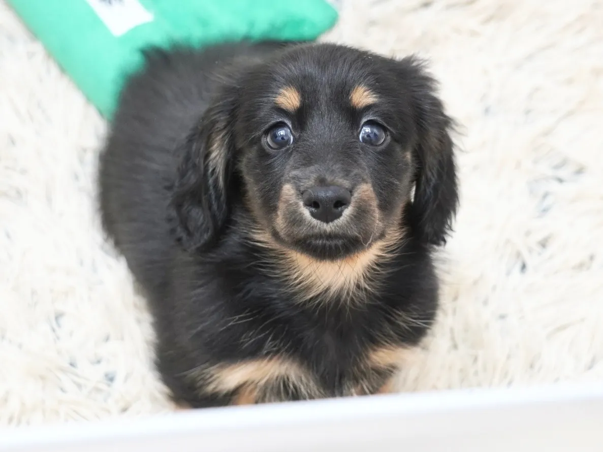 ダックスフンド・カニンヘン・ロング