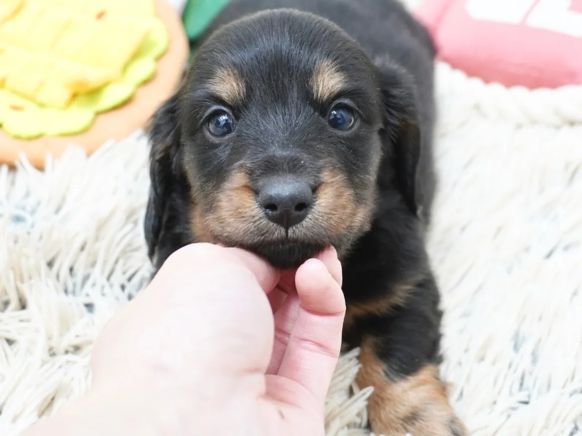 ダックスフンド・カニンヘン・ロング
