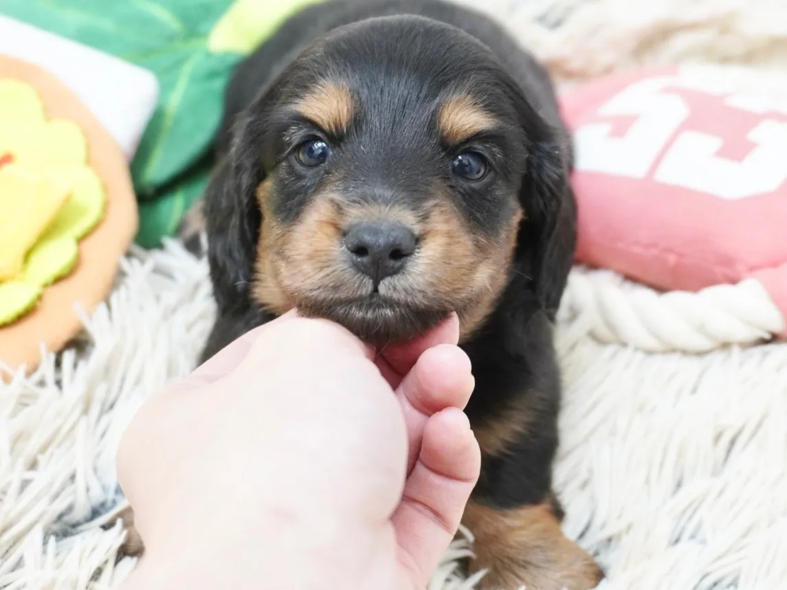 ダックスフンド・カニンヘン・ロング
