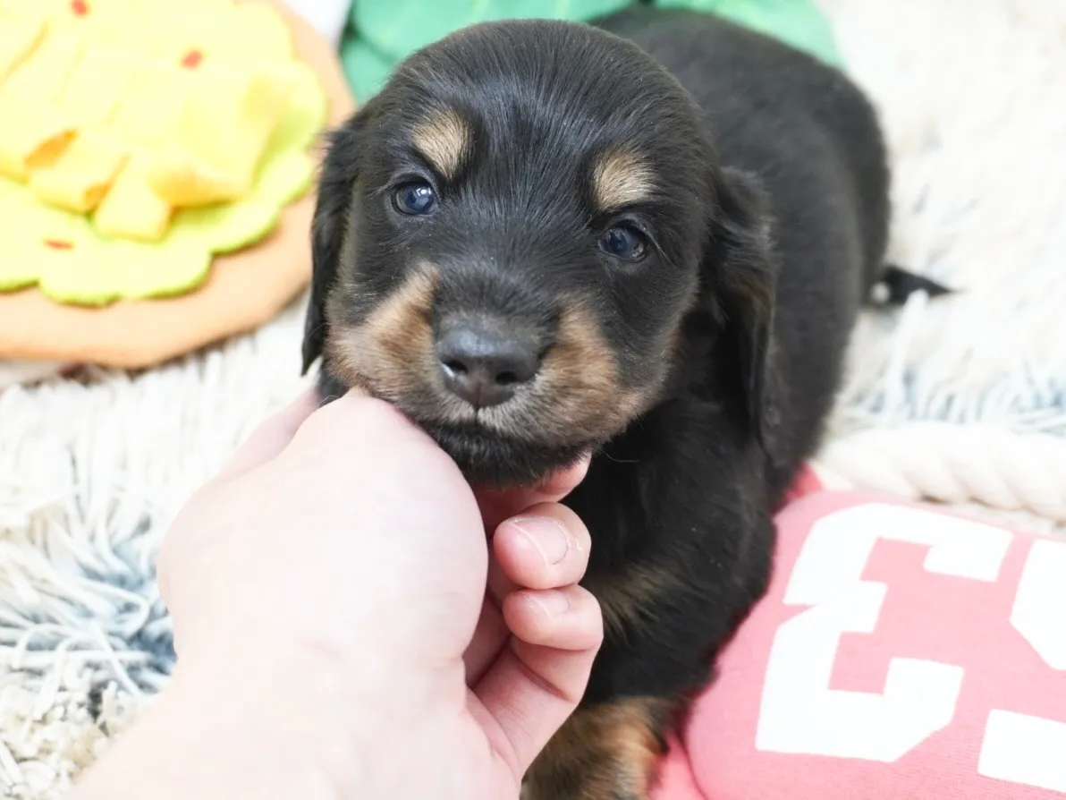 ダックスフンド・カニンヘン・ロング