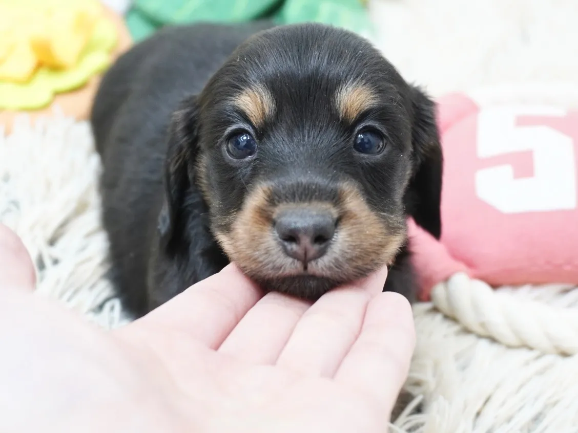 ダックスフンド・カニンヘン・ロング