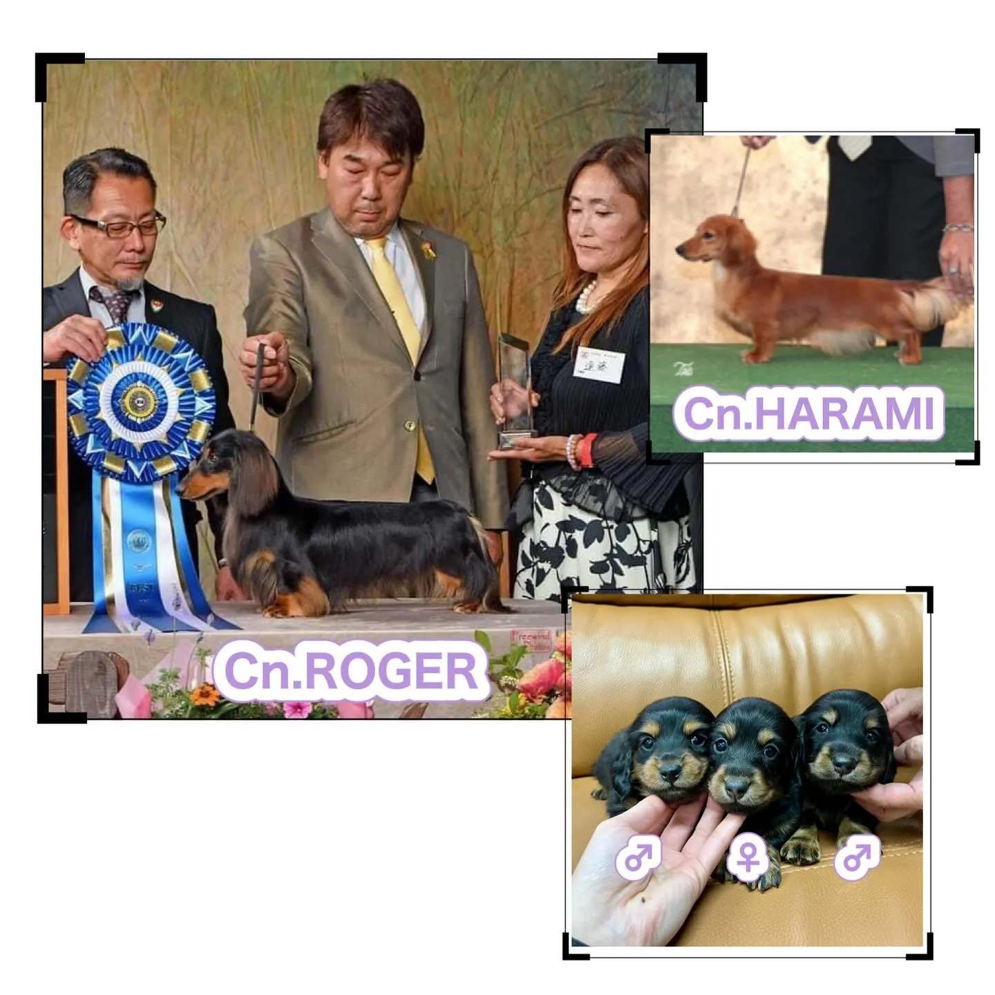 ロジャーとハラミちゃんの子犬達が3月8日に生まれました🙌