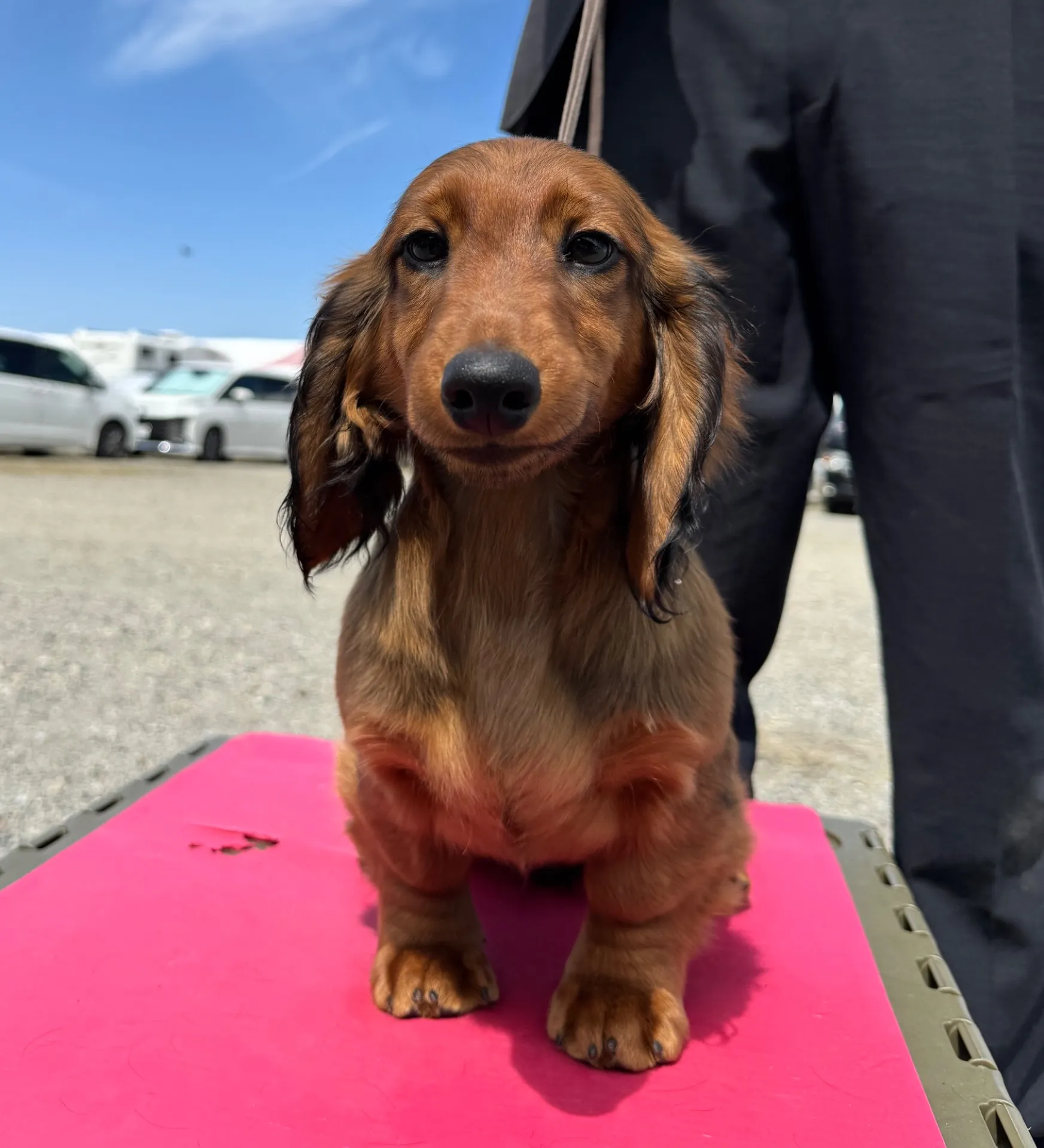 ダックスフンド・スタンダード・ロング