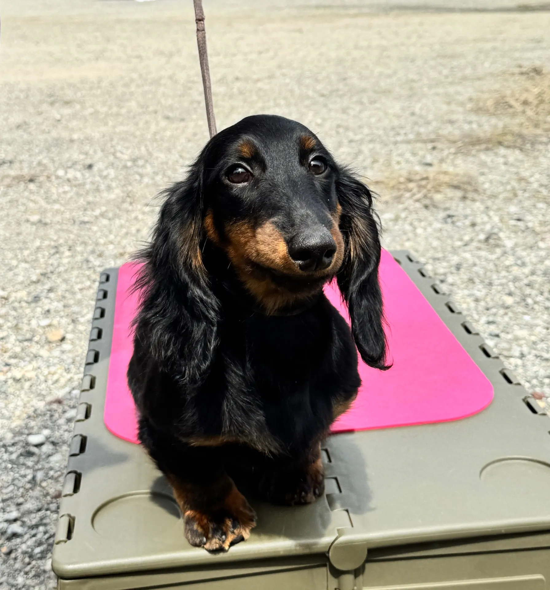 ダックスフンド・スタンダード・ロング