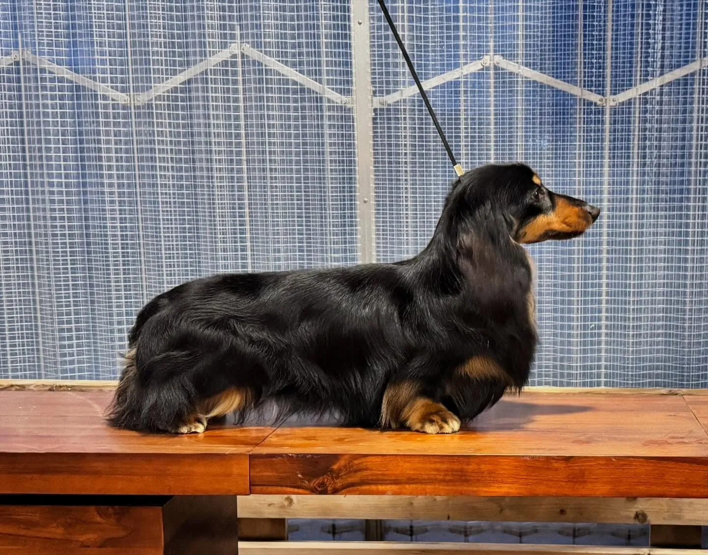 Dachshund Miniature