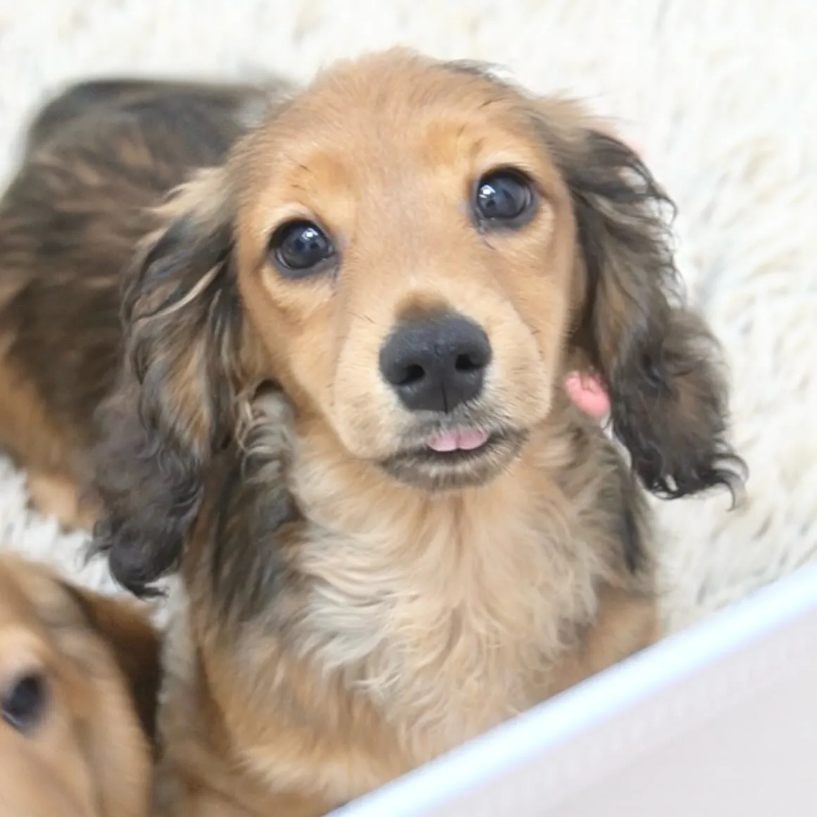 ミニチュアダックスフンド、元旦生まれのサイズの小さい男の子👦...