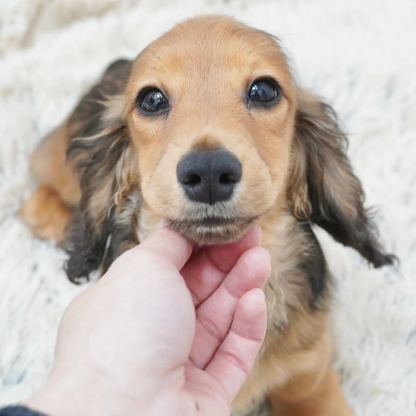 ミニチュアダックスフンド、元旦生まれのサイズの小さい男の子👦...