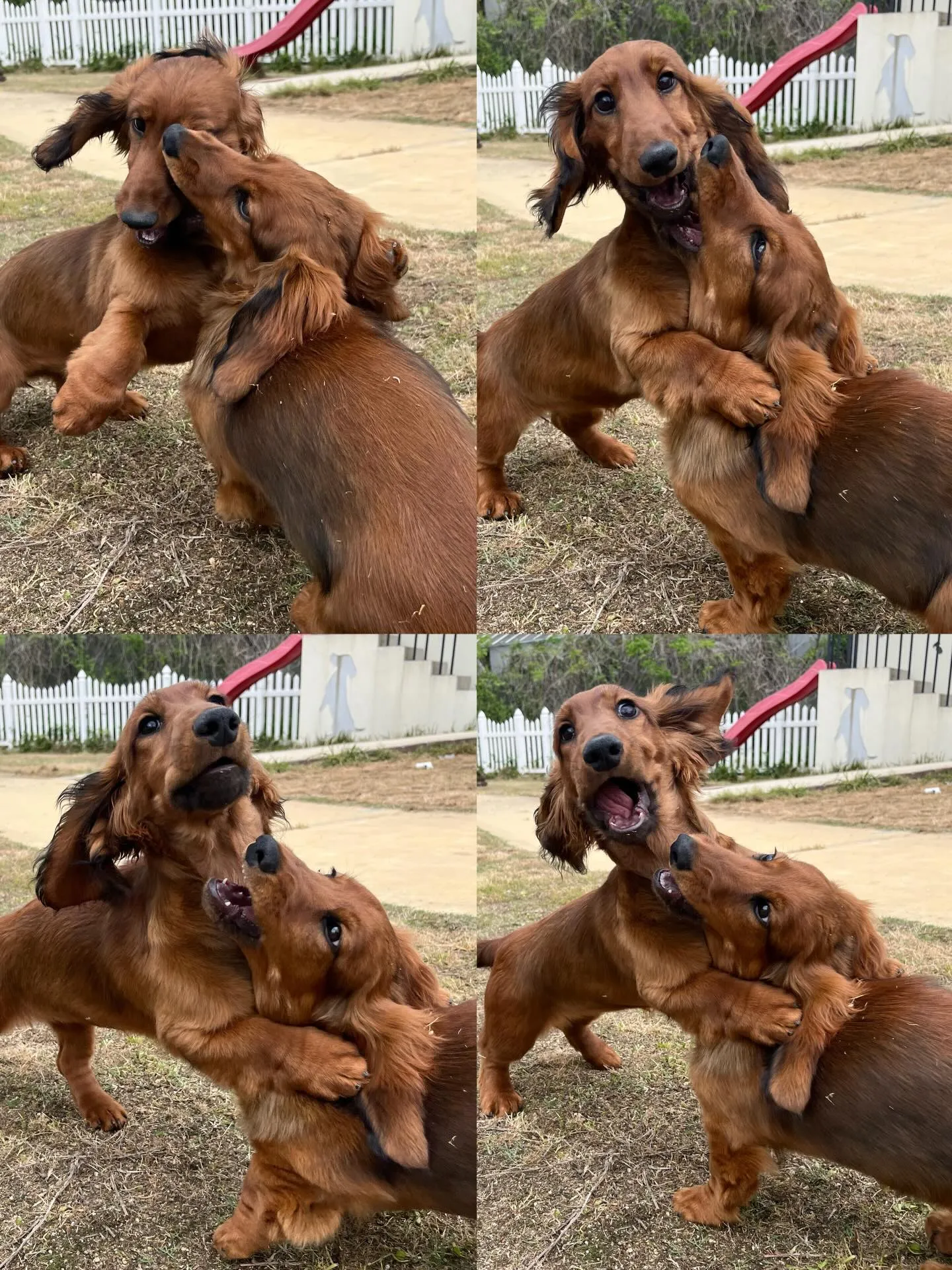 スタンダードダックスフンド姉妹👭✨
