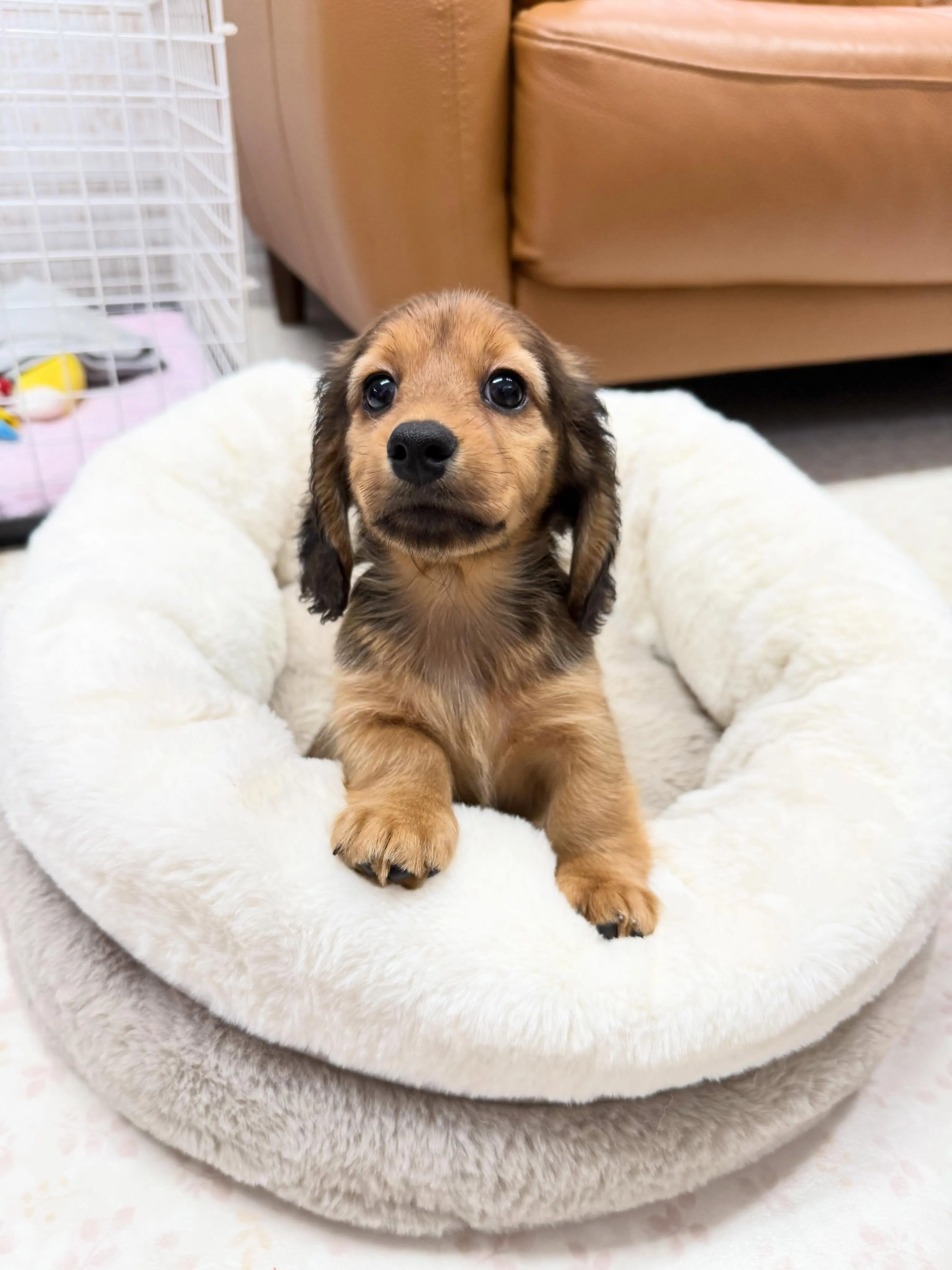 ミニチュアダックスフンド、レッド女の子🎀