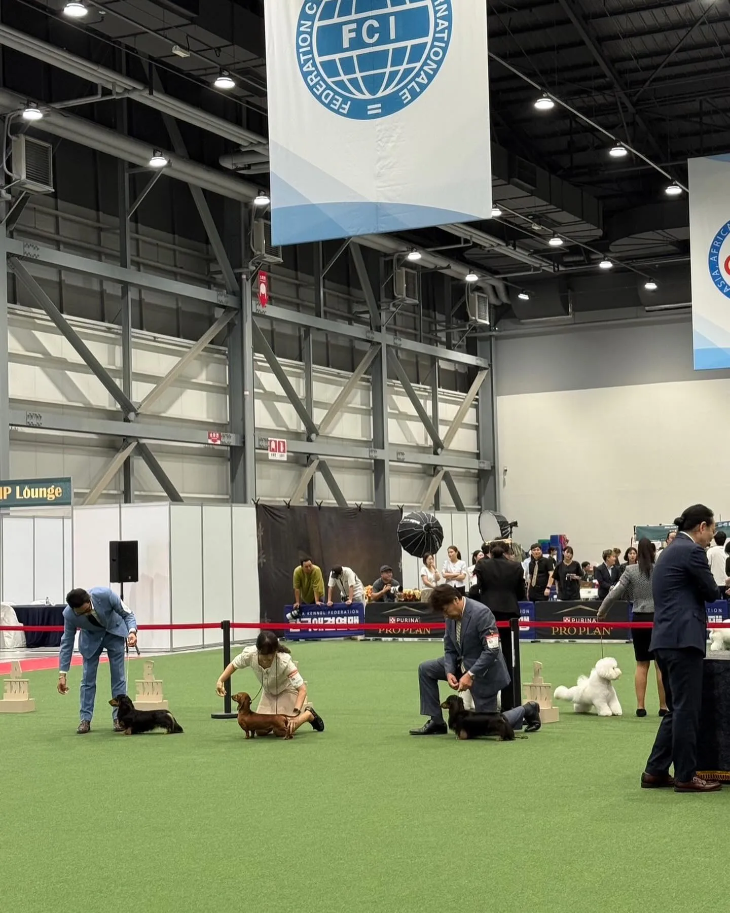🇰🇷2026 Korea Grand Prix Dog Sh...