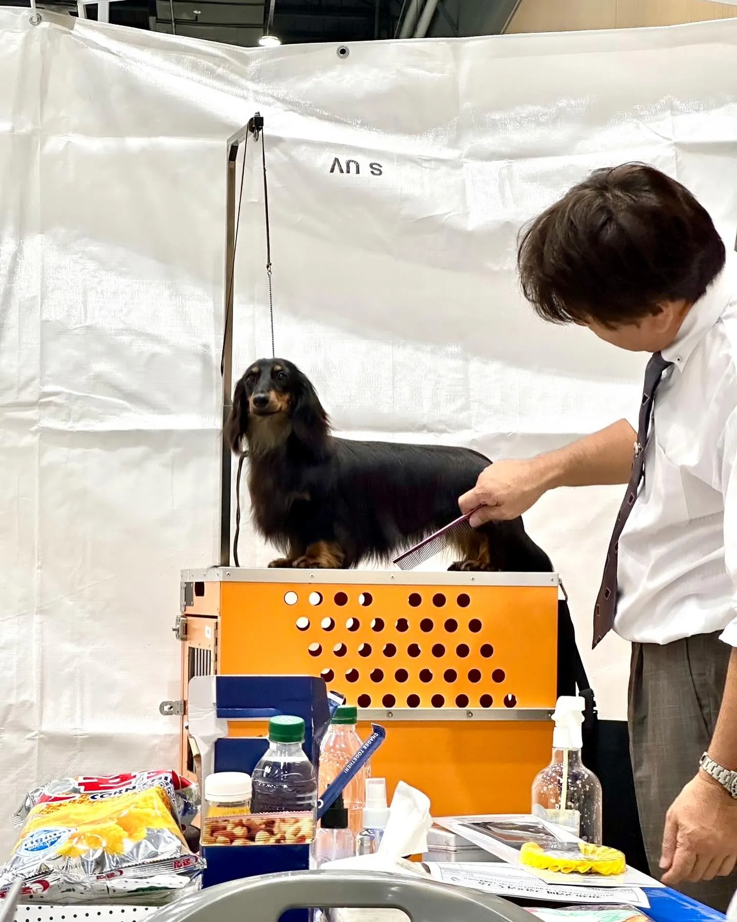 🇰🇷2026 Korea Grand Prix Dog Sh...