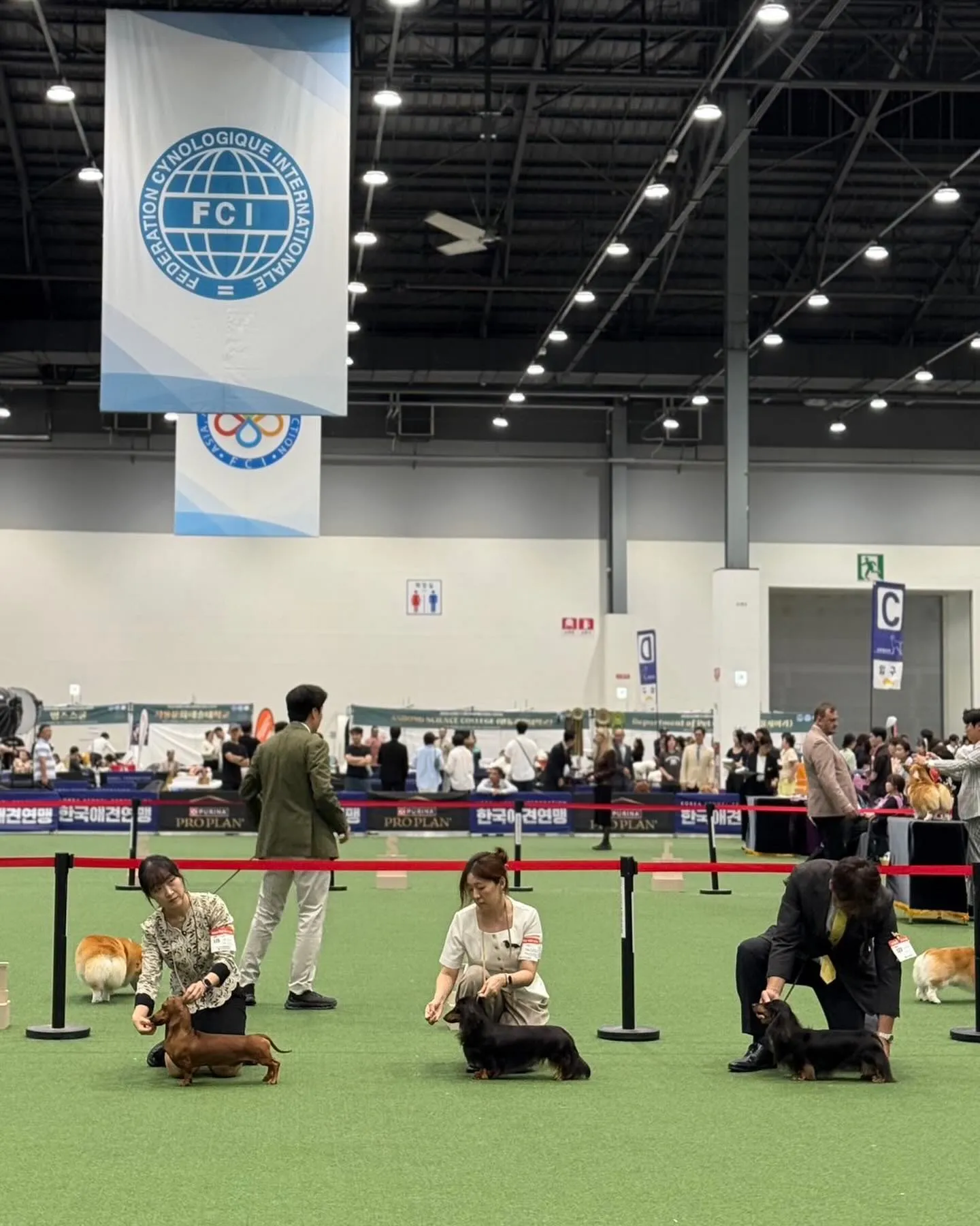 🇰🇷2026 Korea Grand Prix Dog Sh...