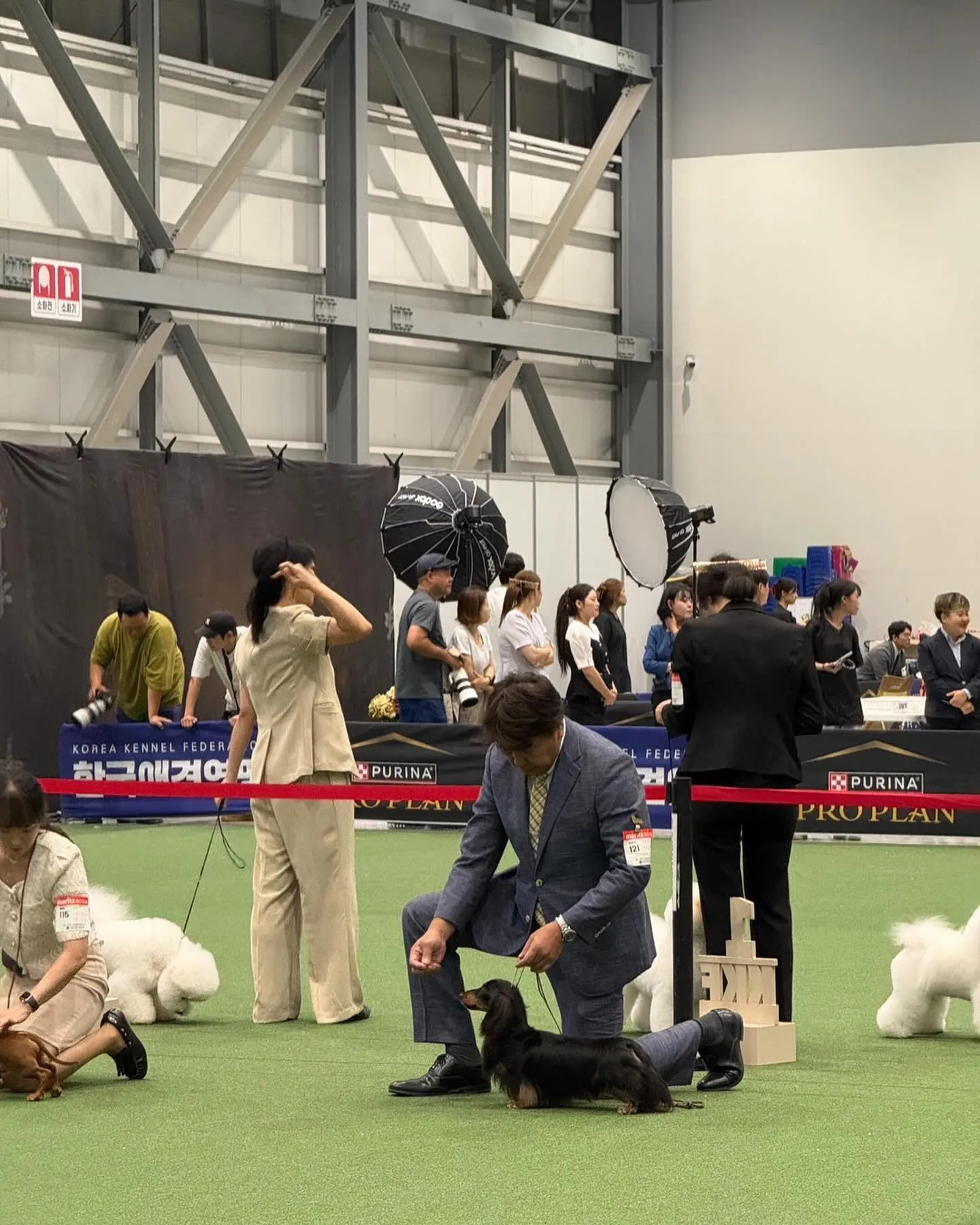🇰🇷2026 Korea Grand Prix Dog Sh...