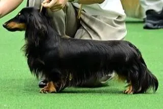 👑KOREA GRANDPRIX DOG SHOW👑