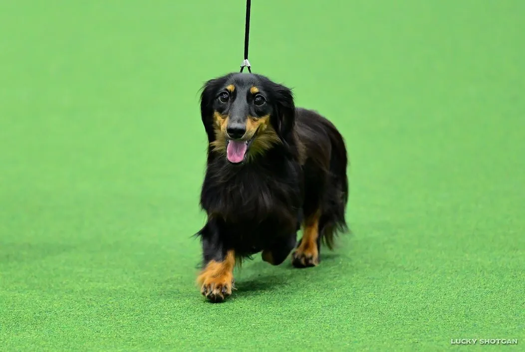 👑KOREA GRANDPRIX DOG SHOW👑