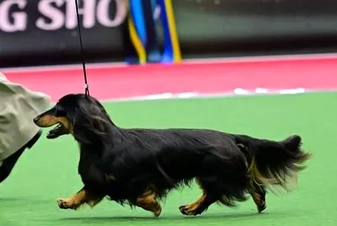 👑KOREA GRANDPRIX DOG SHOW👑
