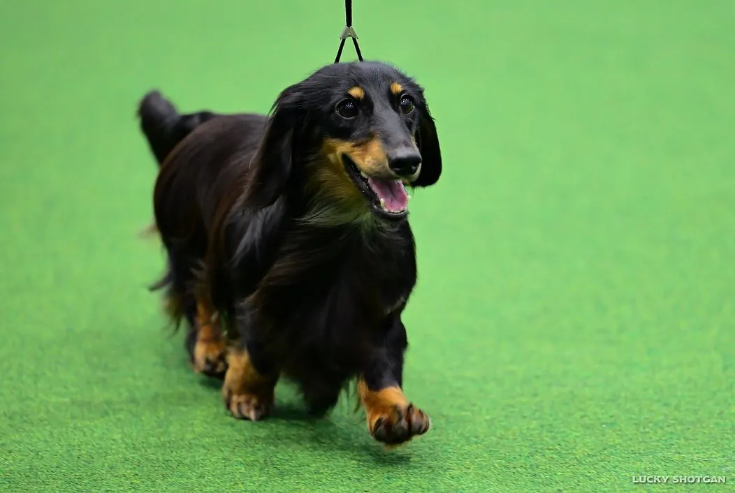 👑KOREA GRANDPRIX DOG SHOW👑