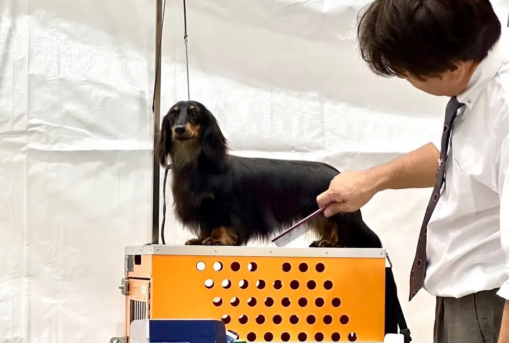 👑KOREA GRANDPRIX DOG SHOW👑