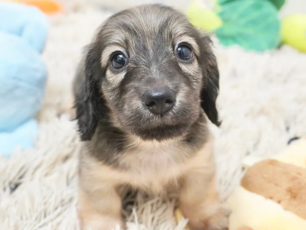 ダックスフンド・ミニチュア・ロング