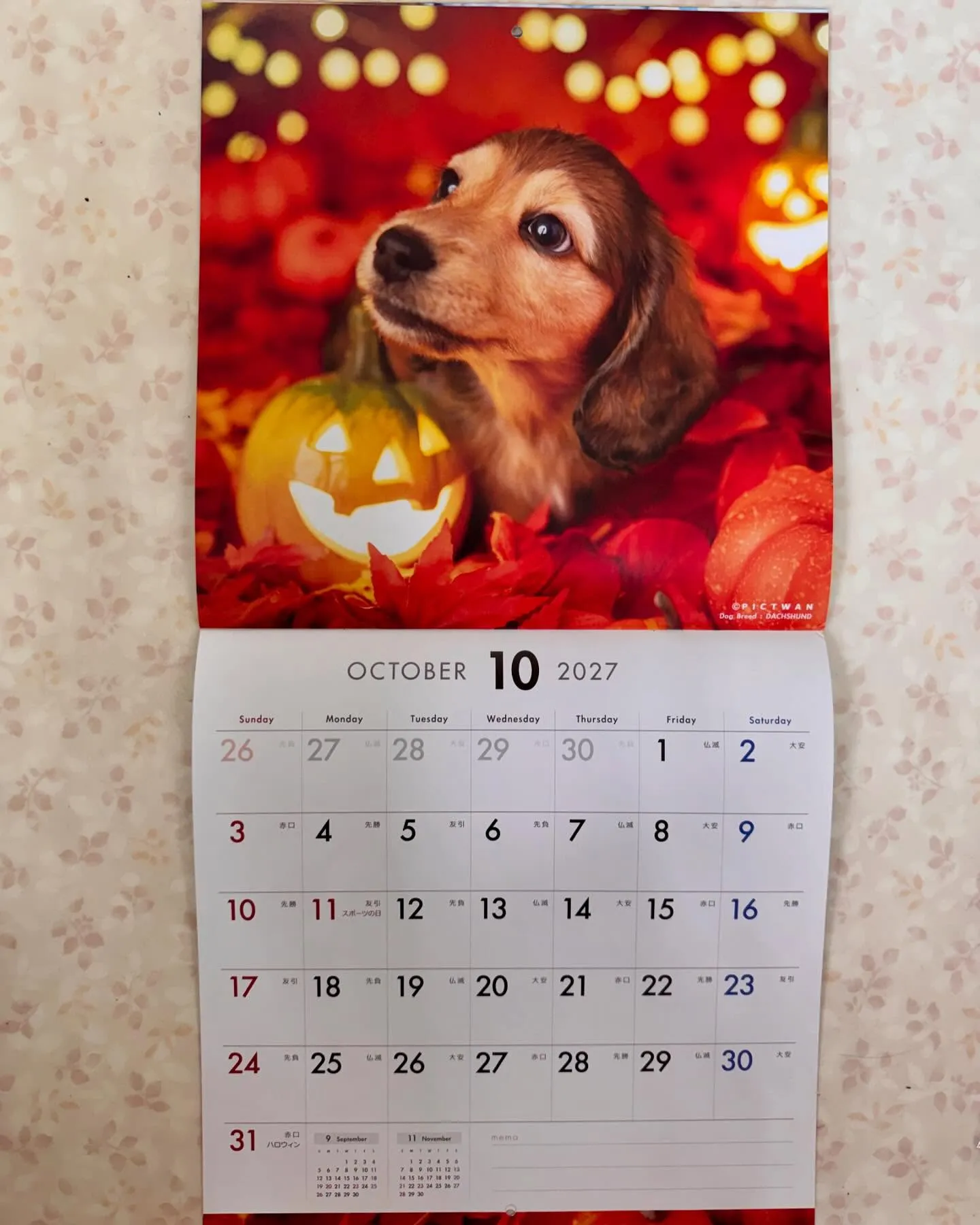 2027年用ダックスフンドカレンダー用にプラム犬パピー達をモ...
