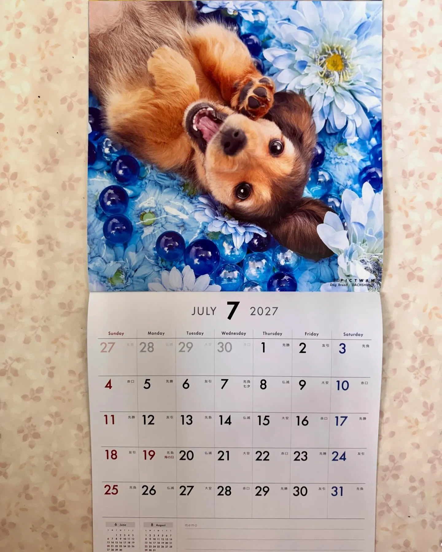 2027年用ダックスフンドカレンダー用にプラム犬パピー達をモ...