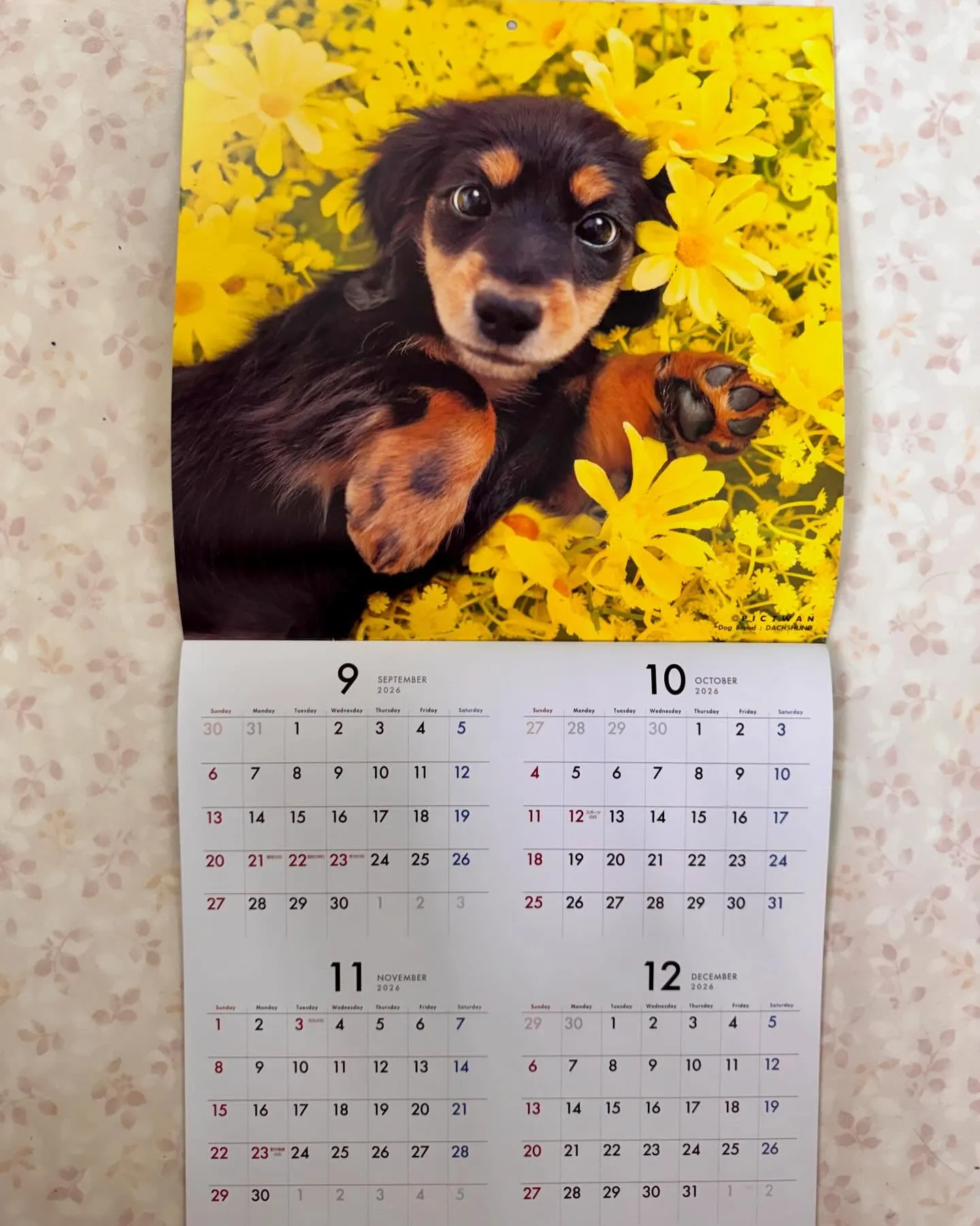 2027年用ダックスフンドカレンダー用にプラム犬パピー達をモ...