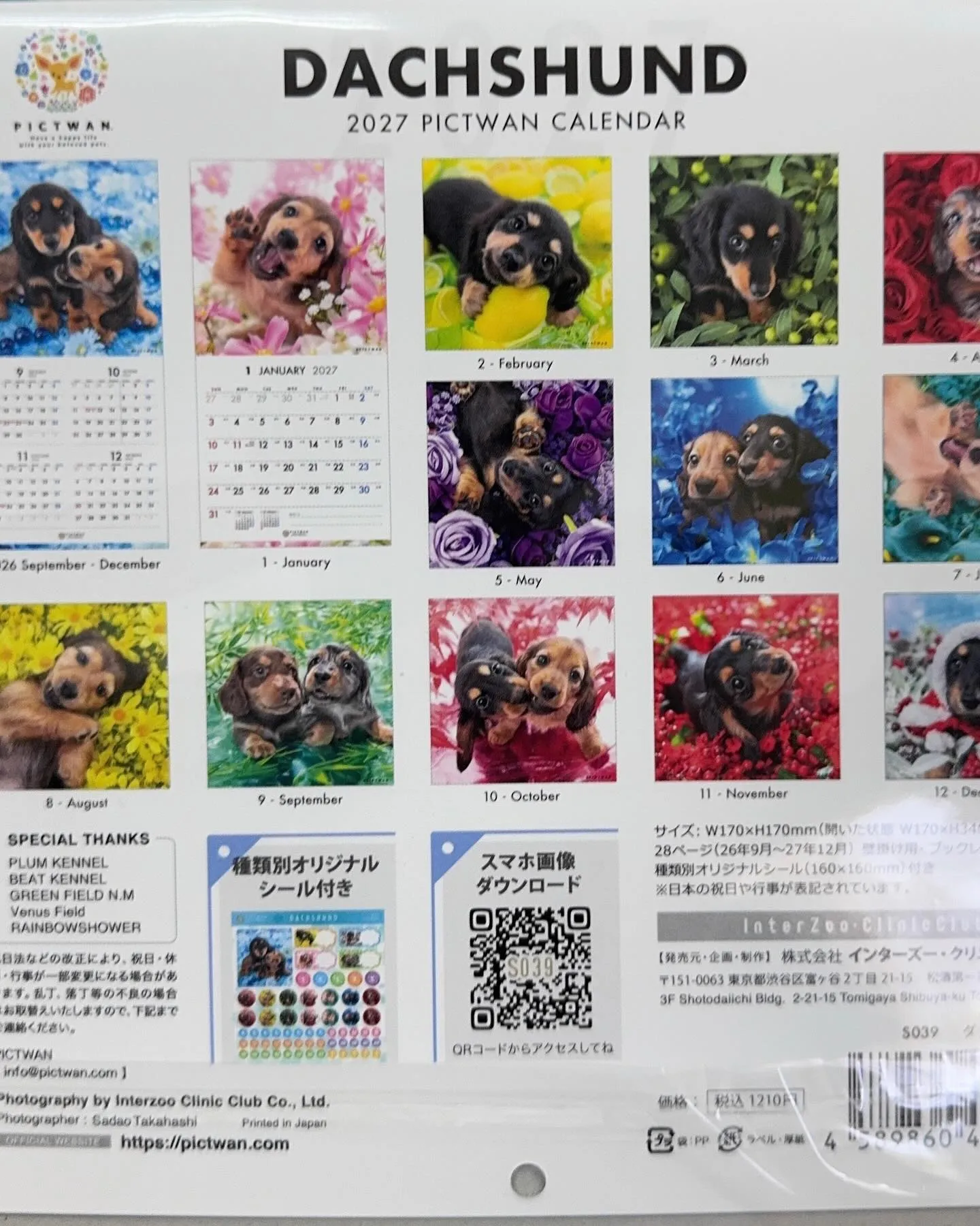2027年用ダックスフンドカレンダー用にプラム犬パピー達をモ...