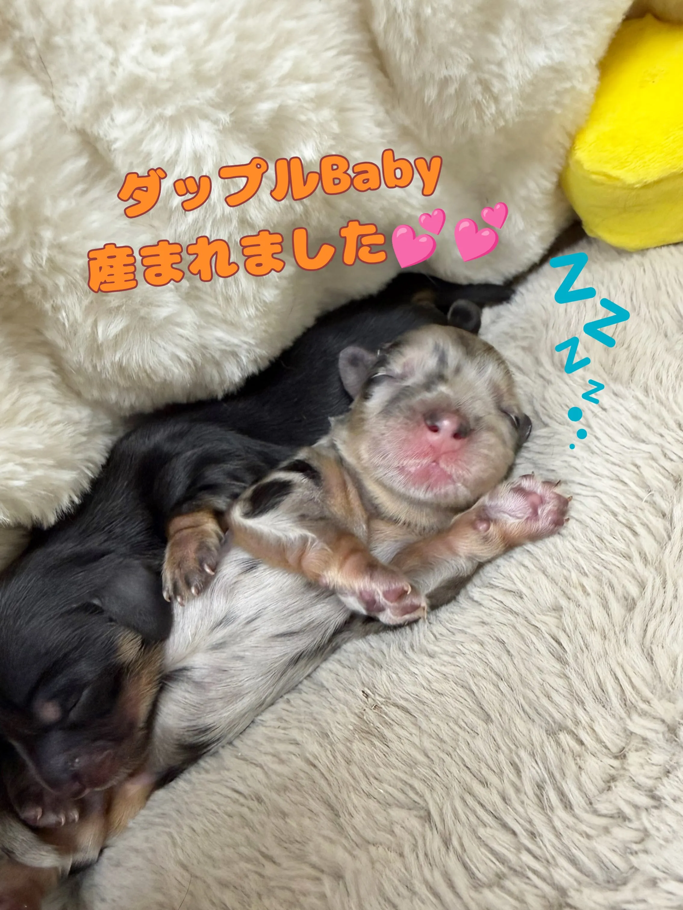 シルバーダップル&ブラックタン4兄妹が産まれました🍼✨