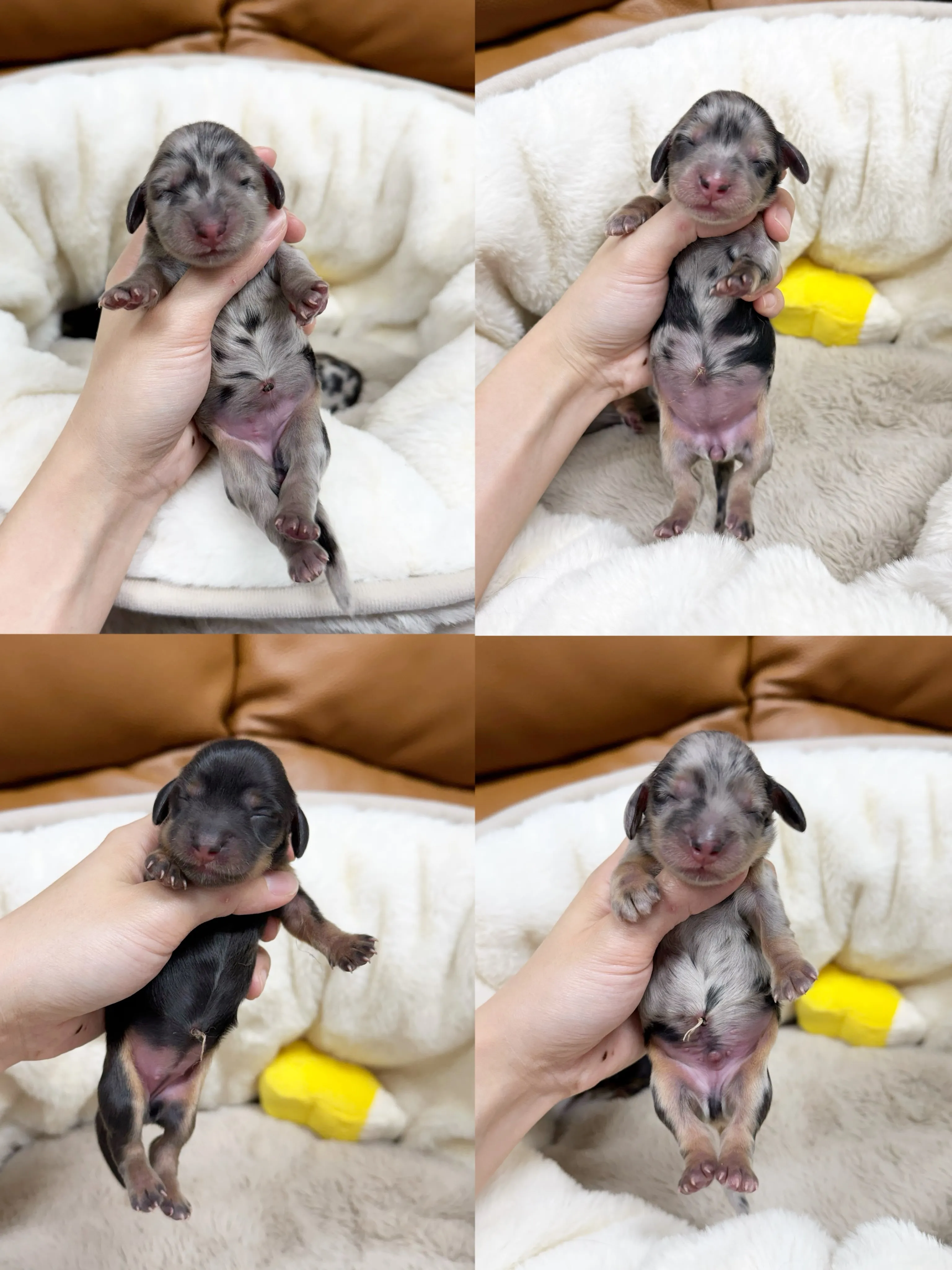 シルバーダップル&ブラックタン4兄妹が産まれました🍼✨