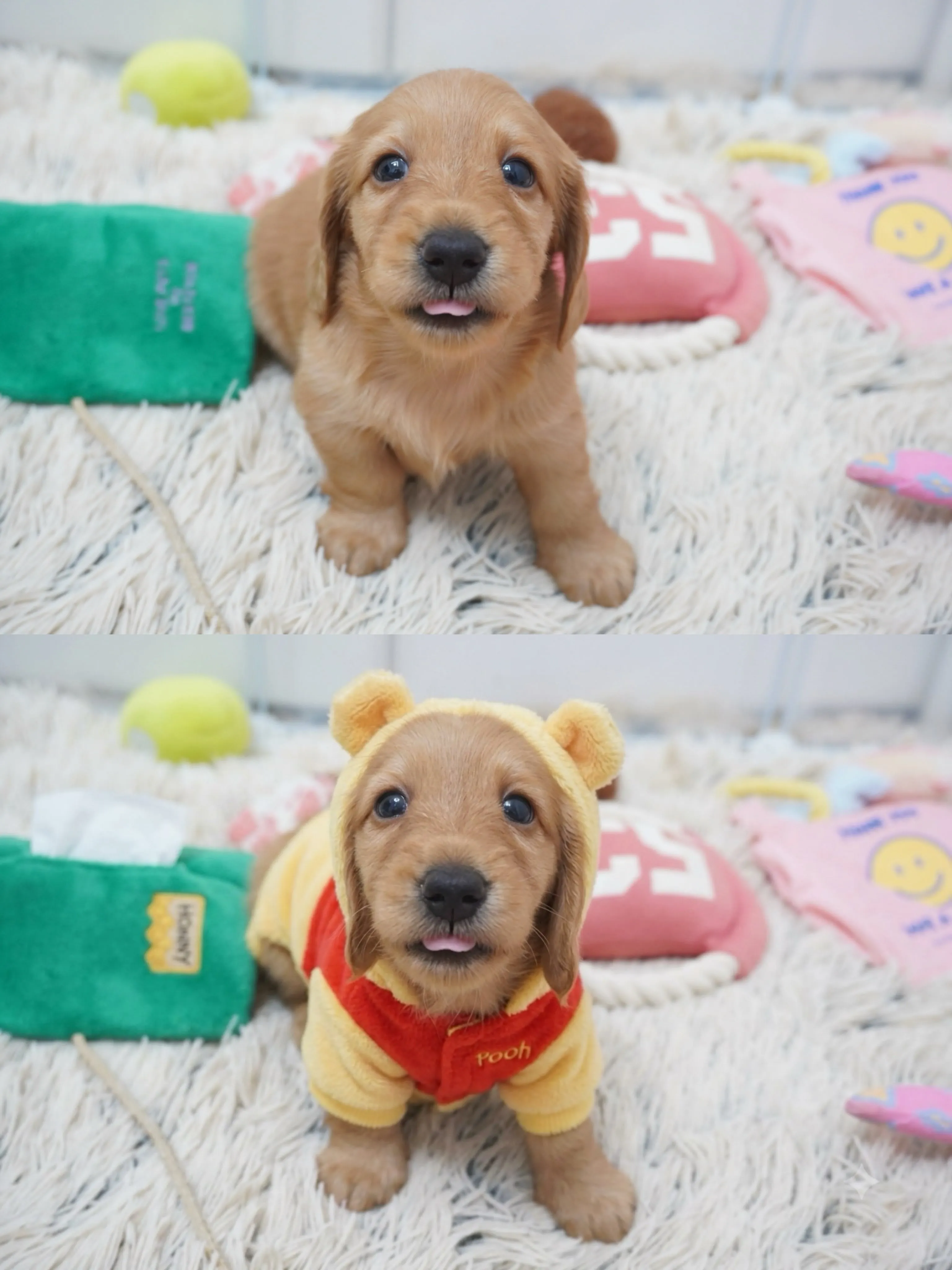 ミニチュアダックスフンド🐶✨