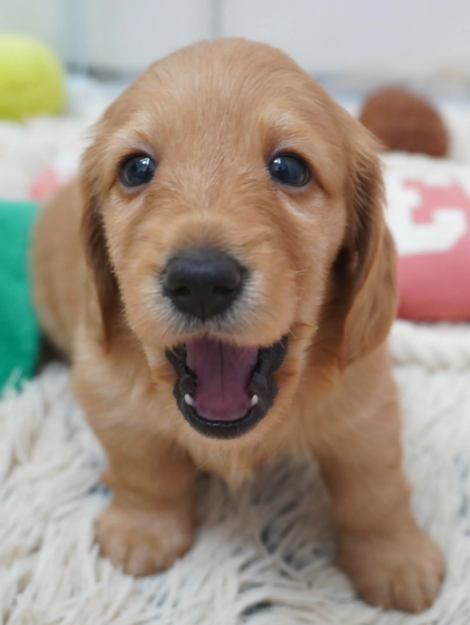 ミニチュアダックスフンド🐶✨
