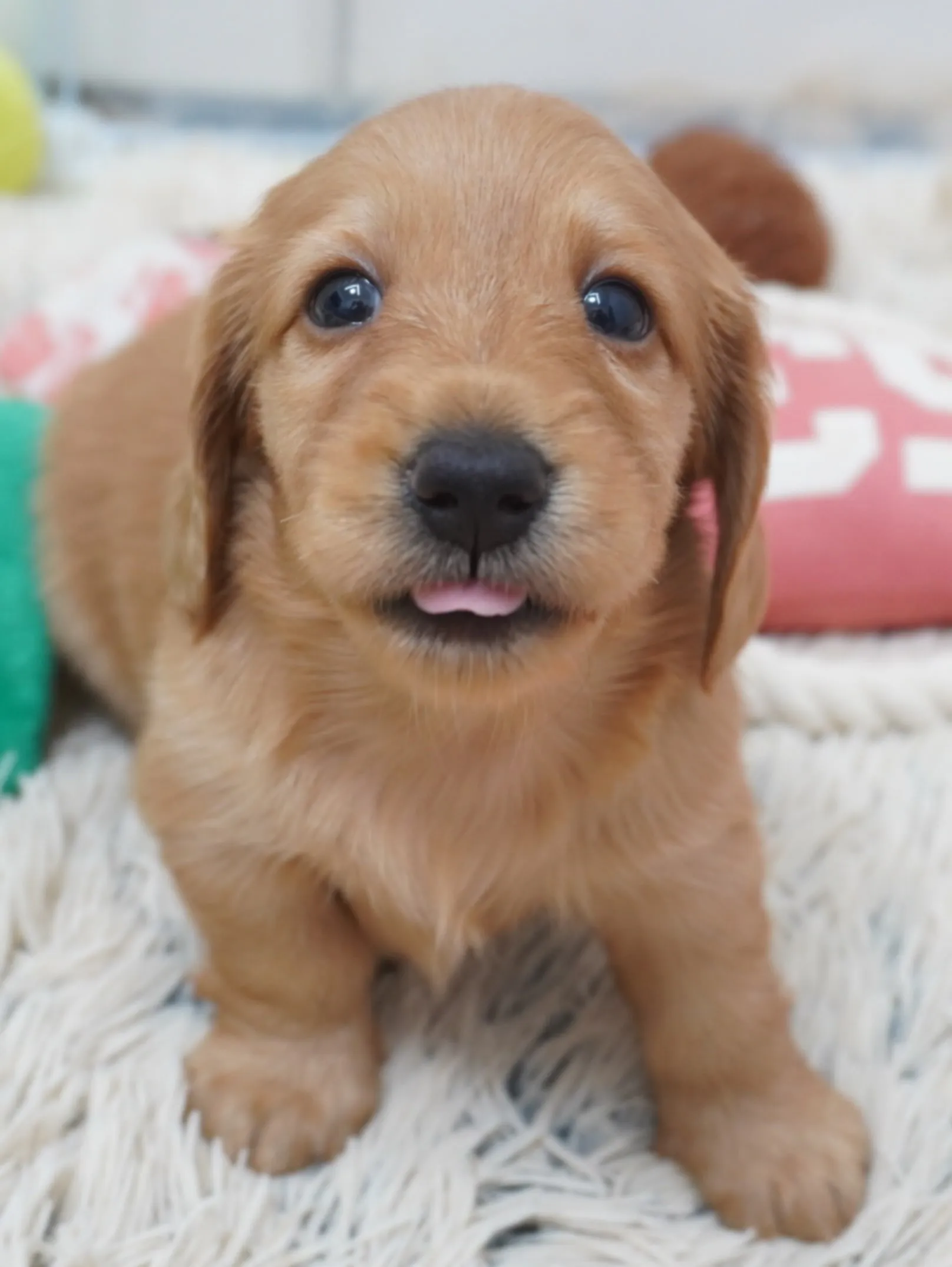 ミニチュアダックスフンド🐶✨