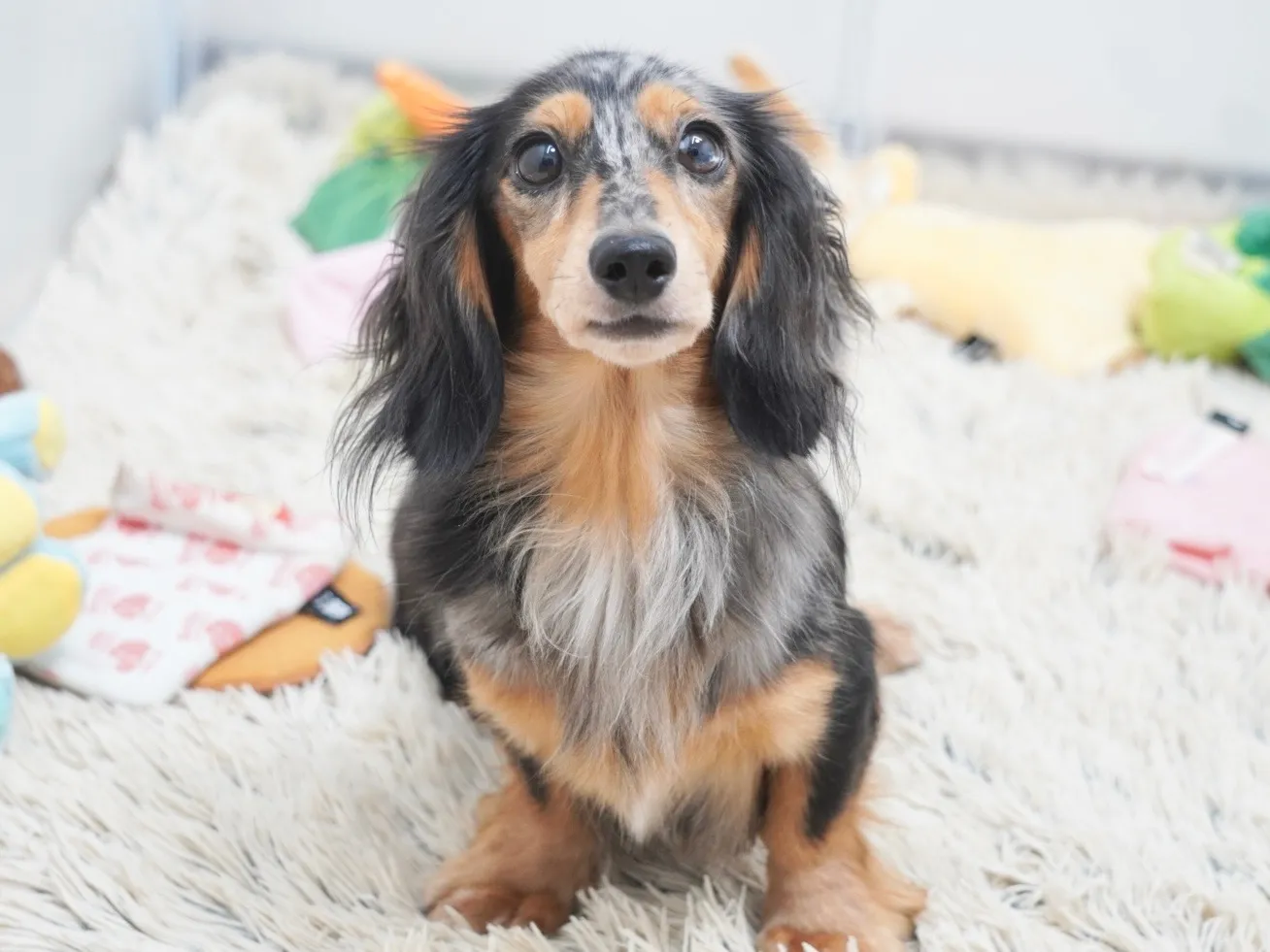 ママ犬 ジジ