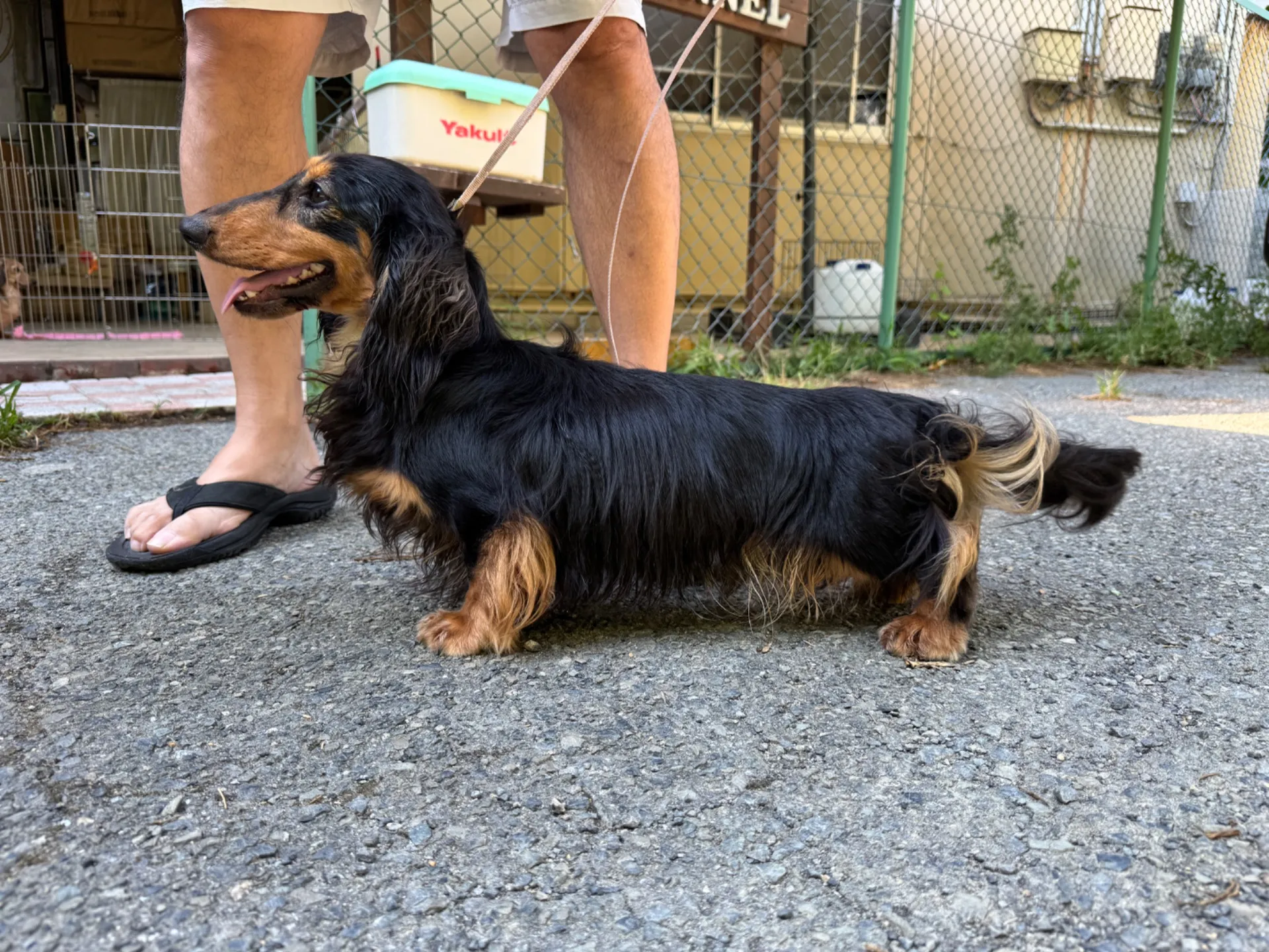 パパ犬 ロビン