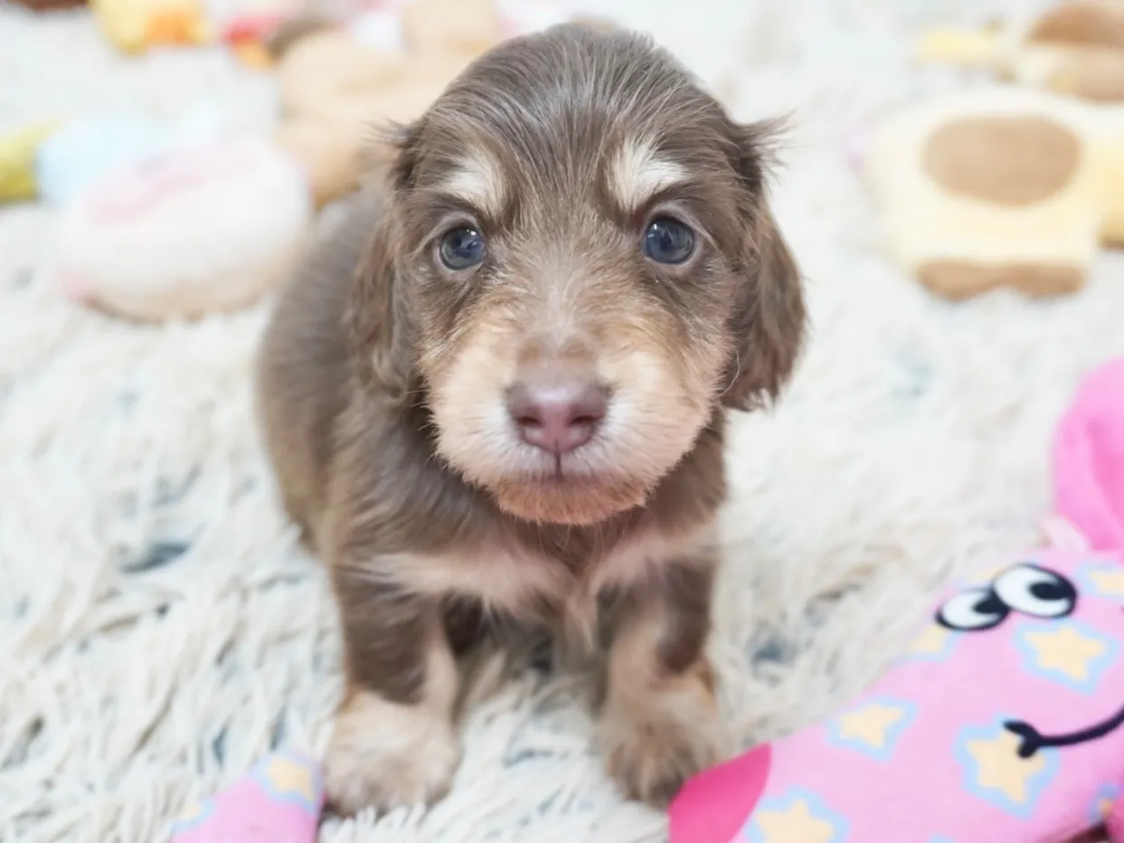 パパ犬 ロビン
