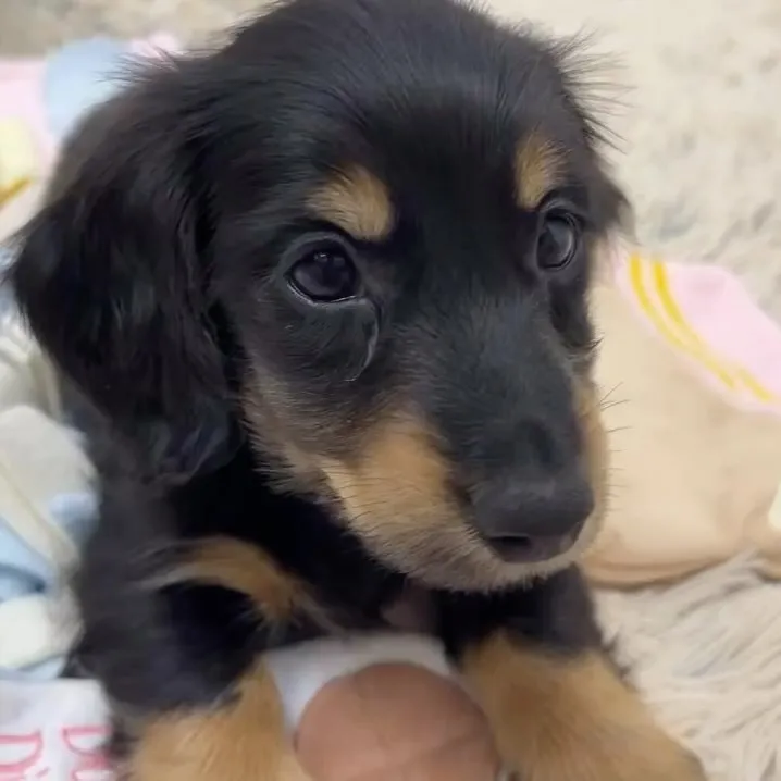 ミニチュアダックスフンド、ブラックタン男の子🐶✨