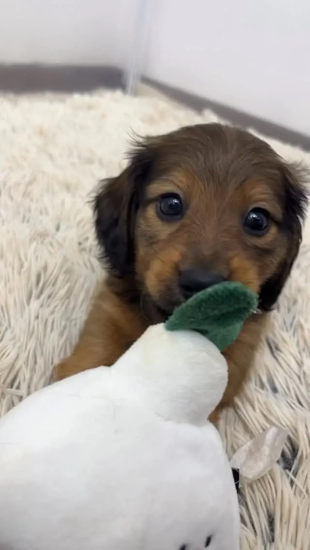 ミニチュアダックスフンド