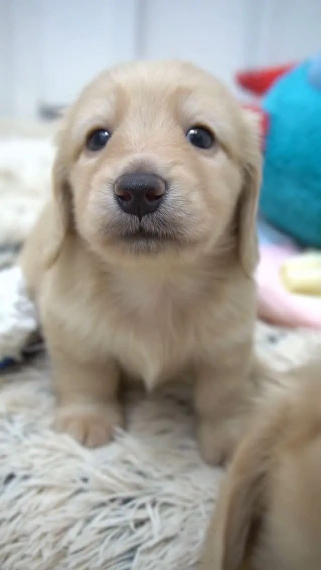 ミニチュアダックスフンド、イエロー男の子👦🍼