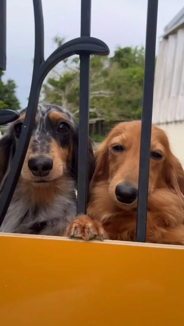 門でお出迎え係のトゥトゥ&ポップさん