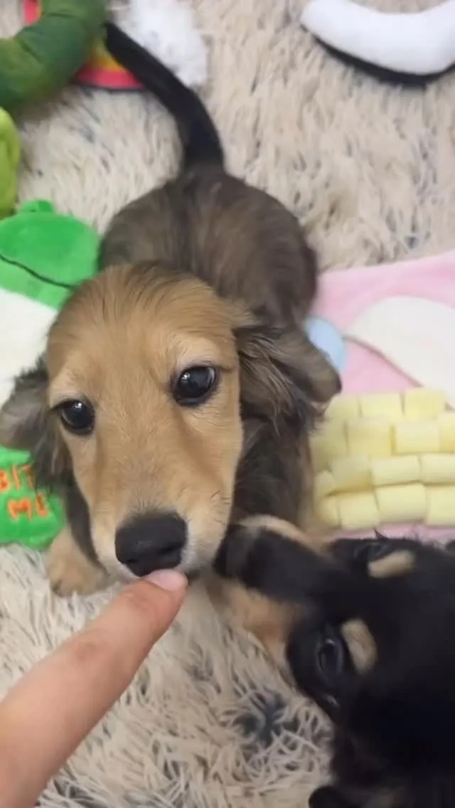 甘えん坊のボク、よしよしで大喜び😆💕💕