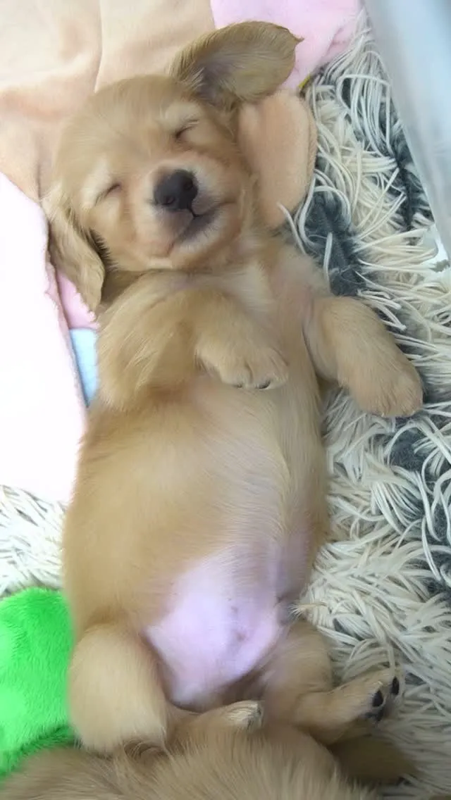 イエロー男の子、コロンと寝転んでそのまま( ˘ω˘ ) ｽﾔ...