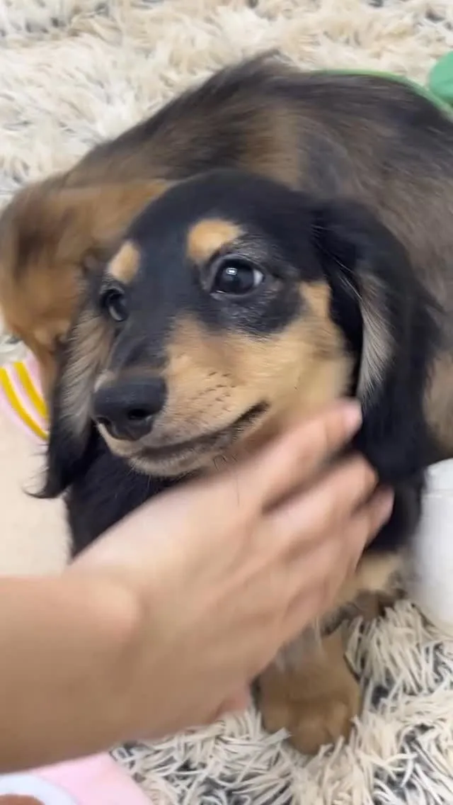 ボク、撫でるのをやめるとワンッと吠えてきます😂😂💗