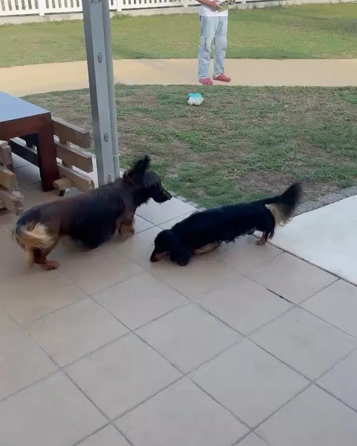 PLUM KENNEL 運動会の撮影用にドローンを練習中📸✨...