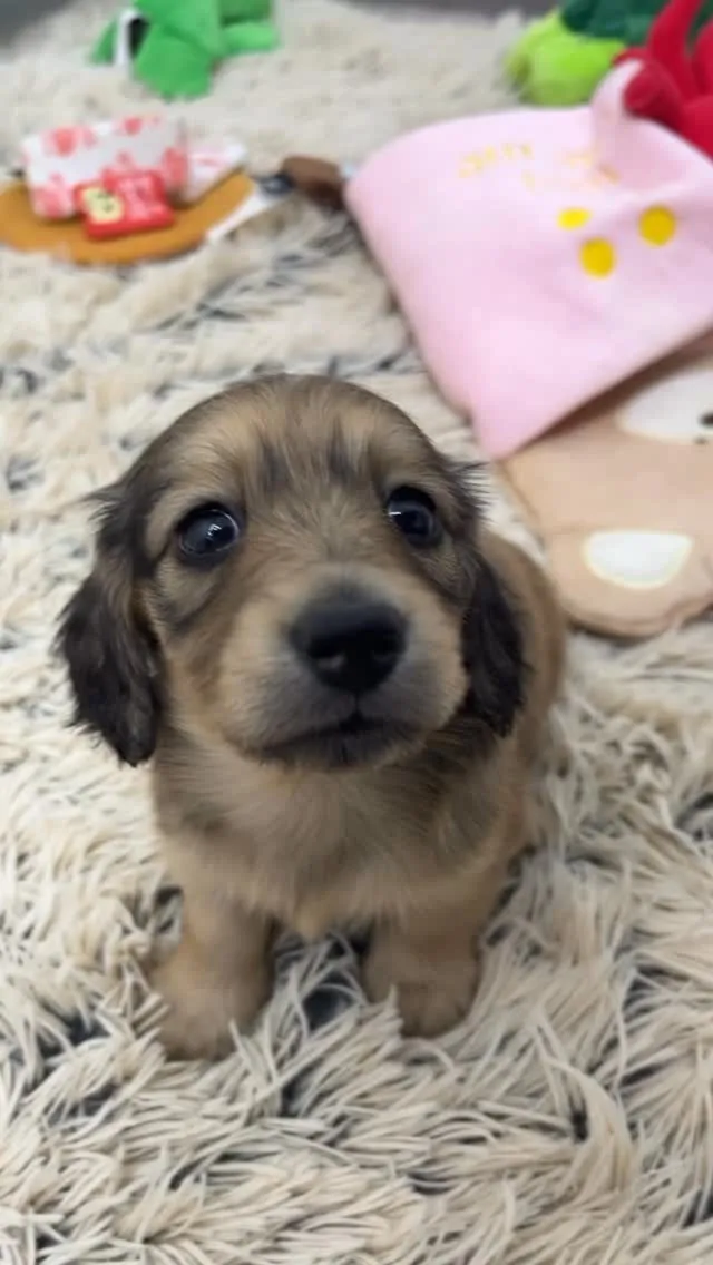 本日撮影デビューのカニンヘンダックスフンドの女の子📸✨️