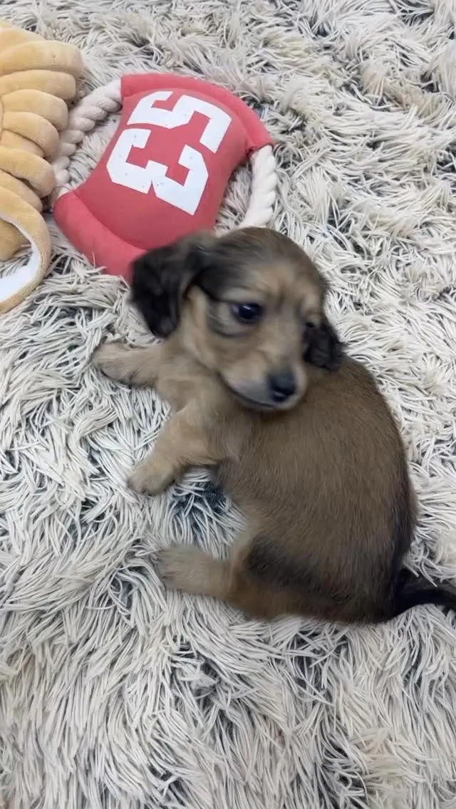 カニンヘンダックスフンド