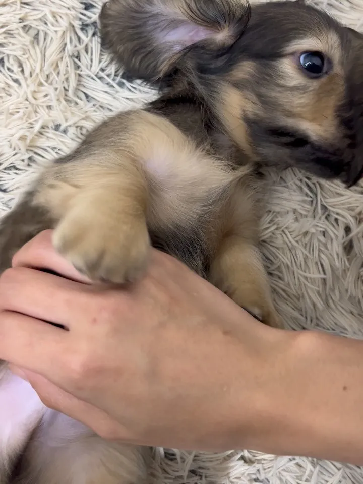 シェイデッドイエロー甘えん坊兄弟🐶💕