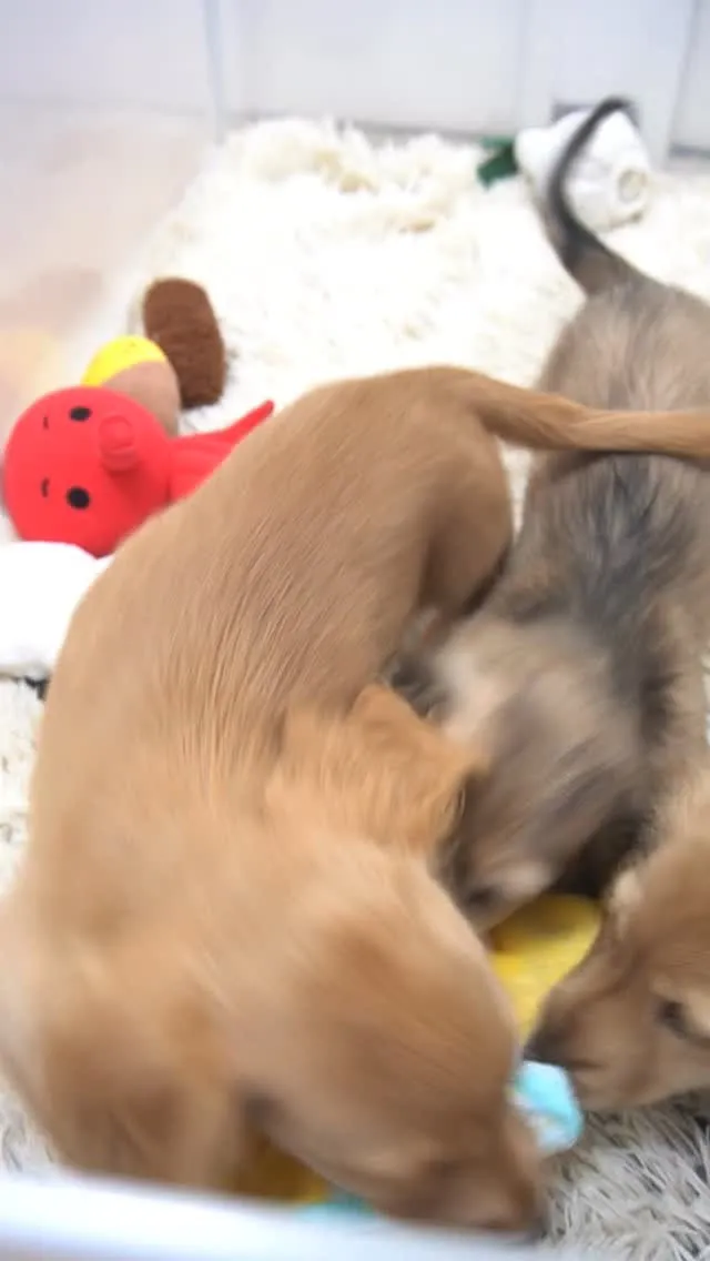 子犬さん達に新しいおもちゃを追加しました✨