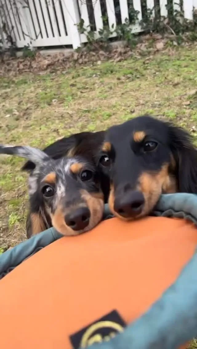 蒙武とファイン🐶🤝🐶